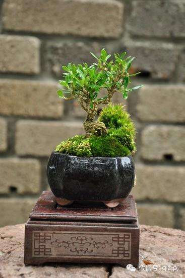 盆景造型的依据(四)