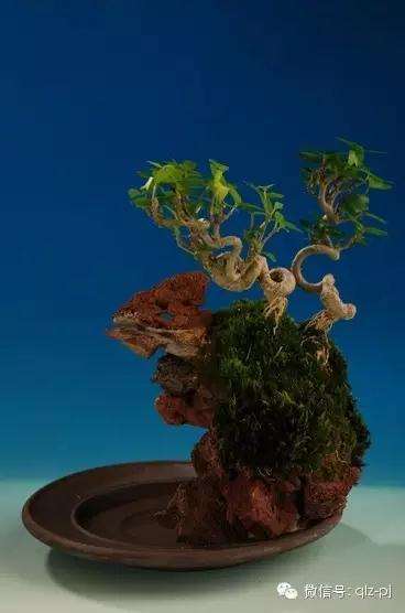 盆景造型的依据(三)