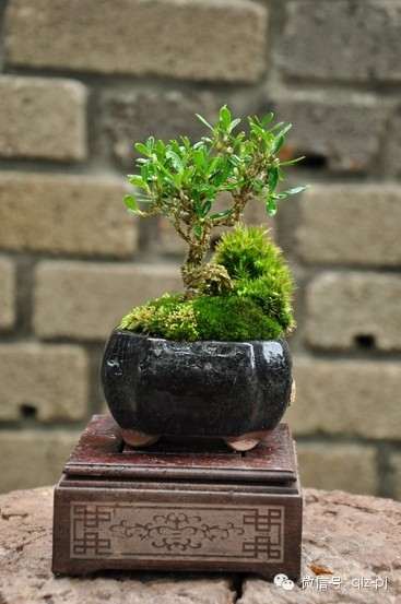 盆景造型的依据(二)