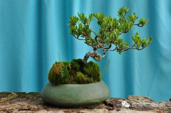 盆景造型的依据