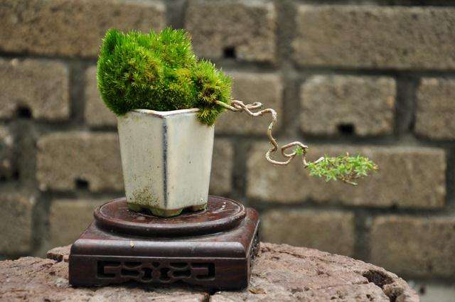 论现代中国盆景是错误的演绎(五)