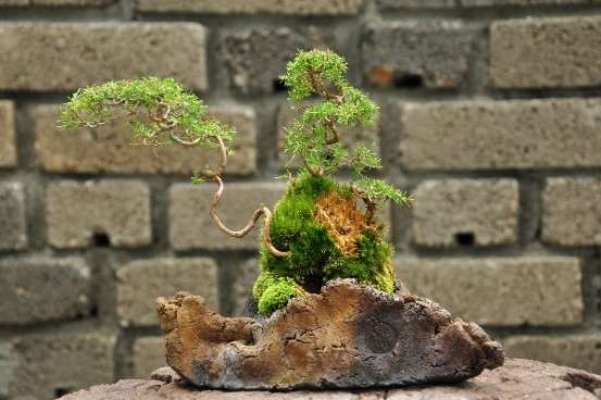 论现代中国盆景是错误的演绎（三）