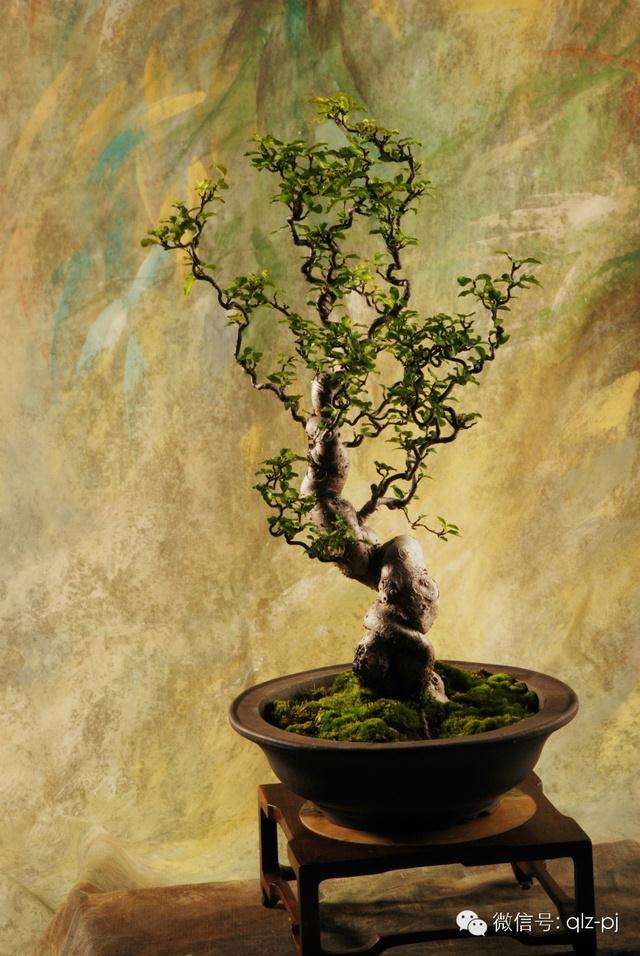 论现代中国盆景是错误的演绎(二)