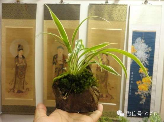 胡姬的野生品种和土法栽培