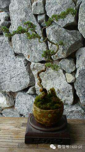 盆景知识与交流(二)