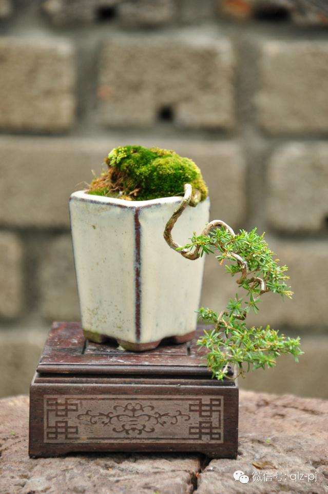 如何依阳光和环境的先决条件选盆景?