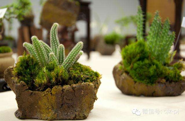 如何掌握正确的浇水方法?