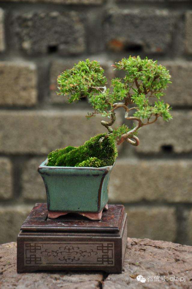 盆景的定义和游戏规范是什么?