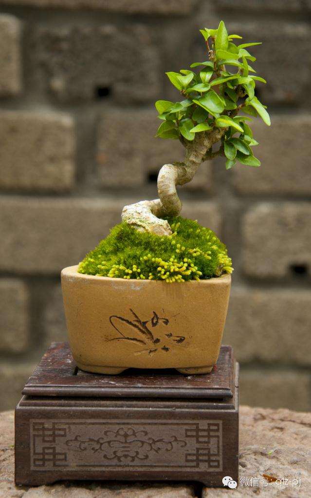 林老对盆景的独到见解!