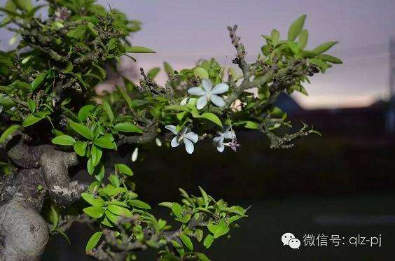 植物的生长模式与盆景制作有何联系？