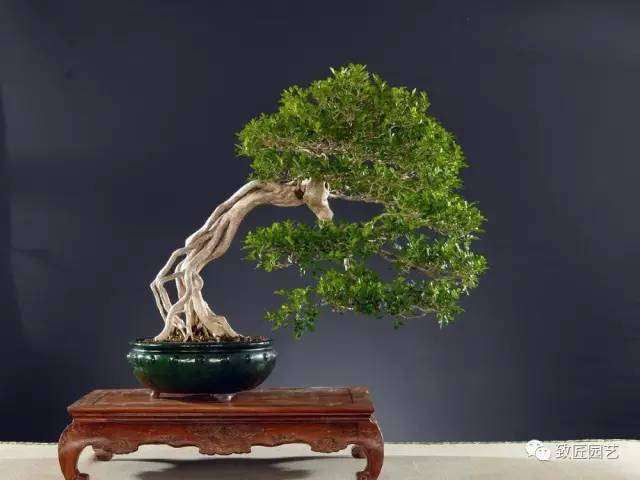 涨姿势:制作盆景树桩如何盘根?