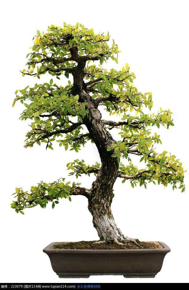 下山树桩是先种活再截桩还是先截桩再种活?