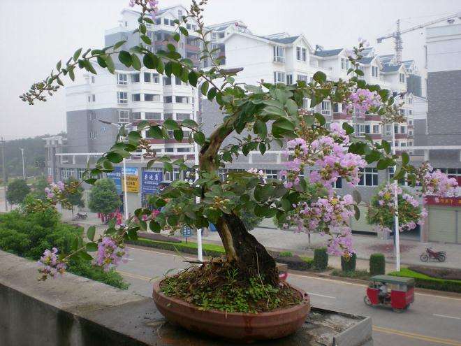 紫薇桩的白粉病怎样防治?