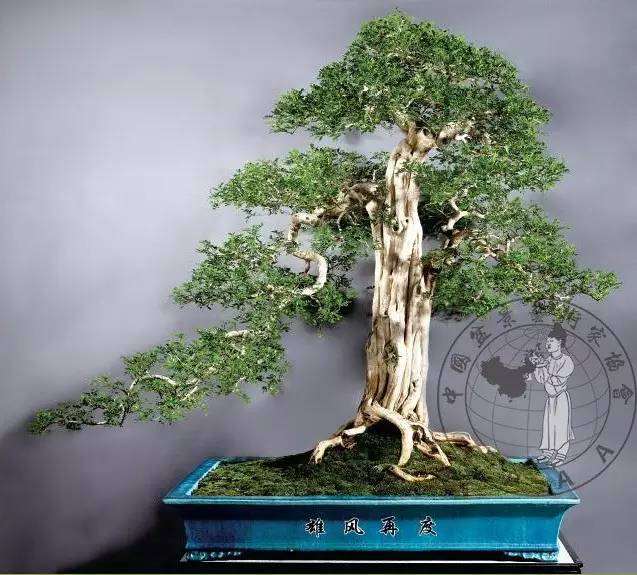 在12 月移植九里香,如何提高其成活率?