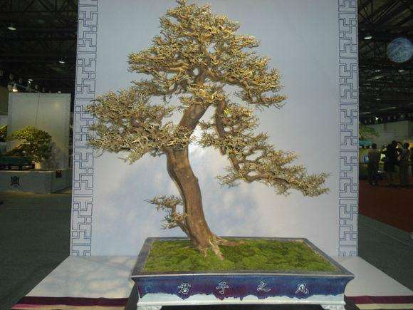 山橘新芽好像蔫了 但晚上和早上都是正常的嫩相，这是怎么回事？