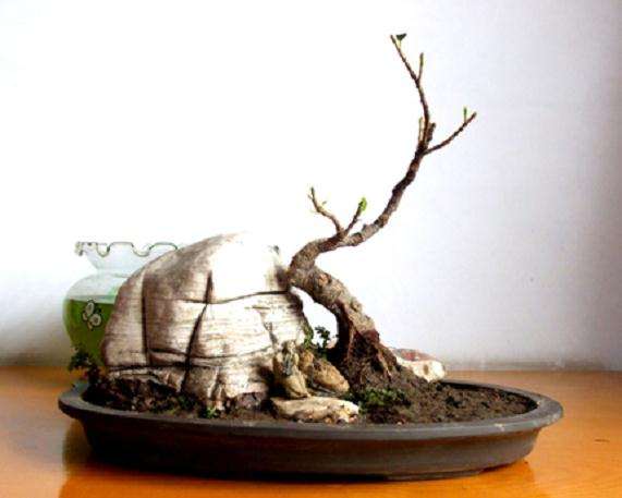 对现代盆景艺术制作的观点和理解