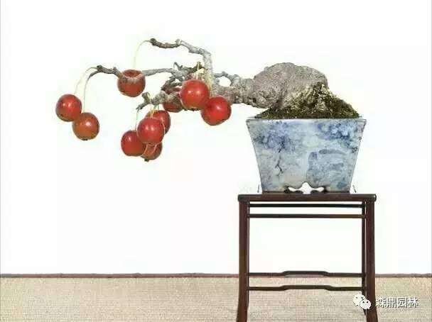 微型盆景制作、养护和组合造景