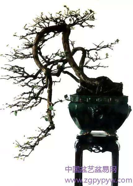 岭南盆景的“盛妆舞姿”与“脱衣换锦”