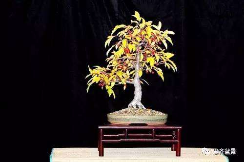 树桩盆景制作方法之&mdash;&mdash;操作手艺