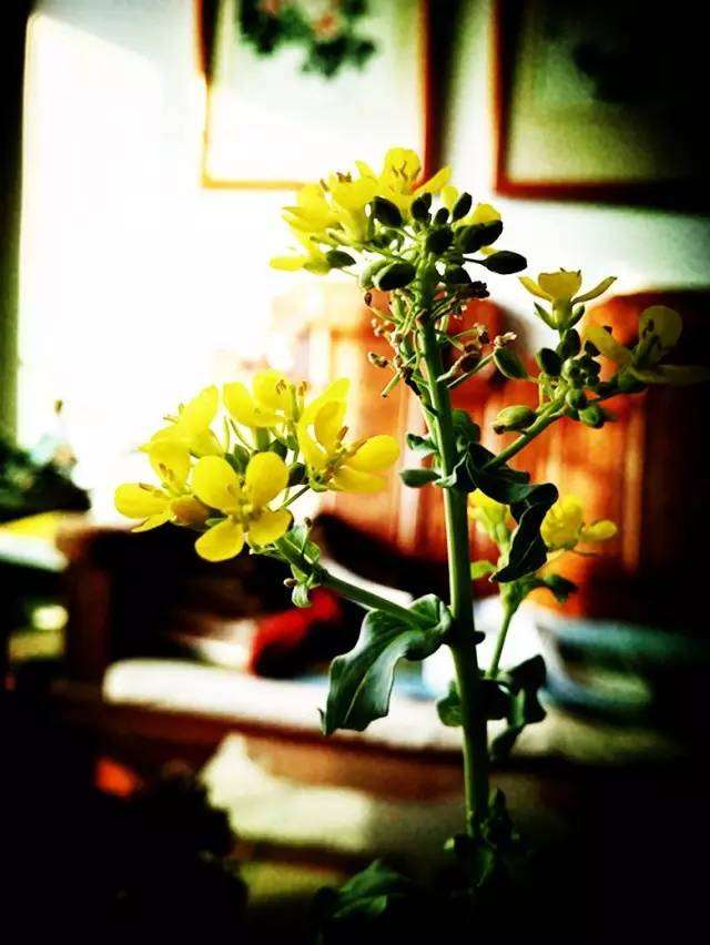 白菜根盆景的启示