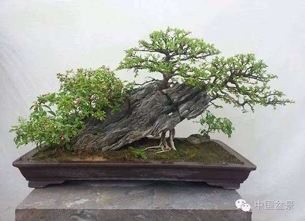 具有水乡特色的树木水旱盆景及其他