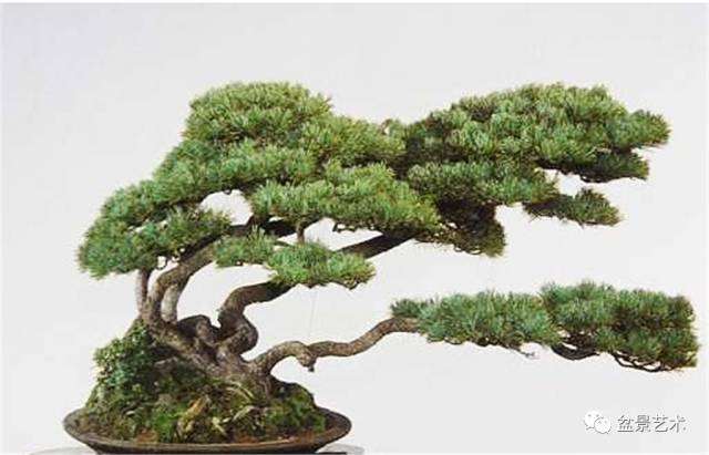 树桩盆景的上盆技术要求简述