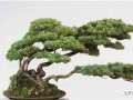 树桩盆景的上盆技术要求简述