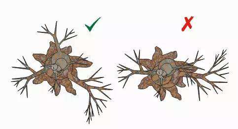 图解 盆景怎么出枝定位3个方法
