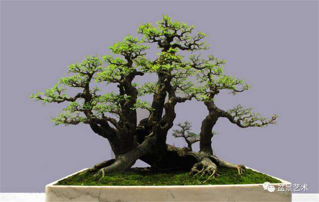 岭南盆景产生的自然条件