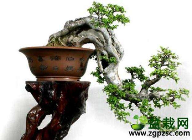 家居绿化必风水禁忌,卫生间不宜有盆景!