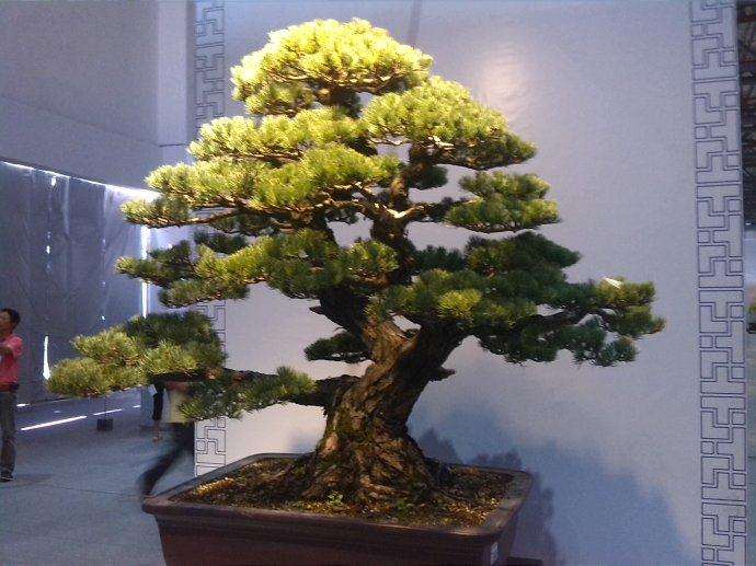 这样给盆景拍照，能拍出美美哒靓图！