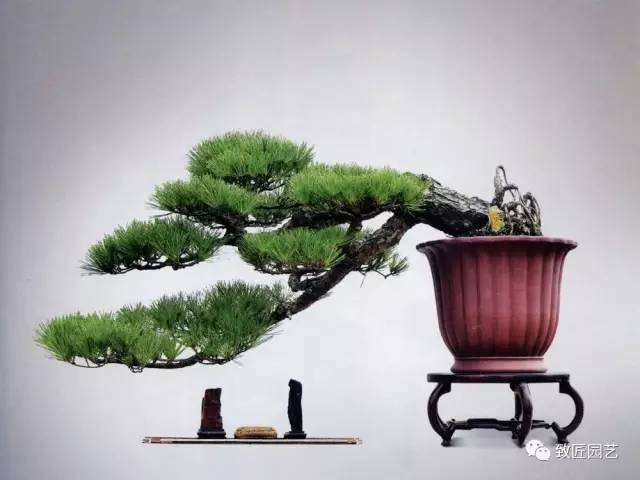 动势盆景造型的美学原理