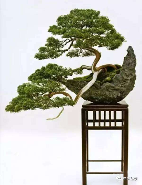 盆景,有生命的艺雕!