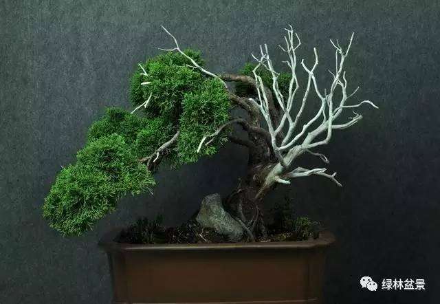 玩盆景，到底玩的是什么？最后一位盆友说的亮了！