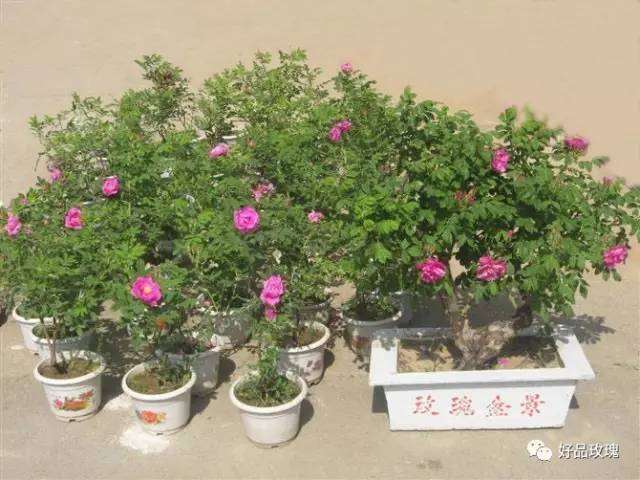 玫瑰盆景的制作与养护管理