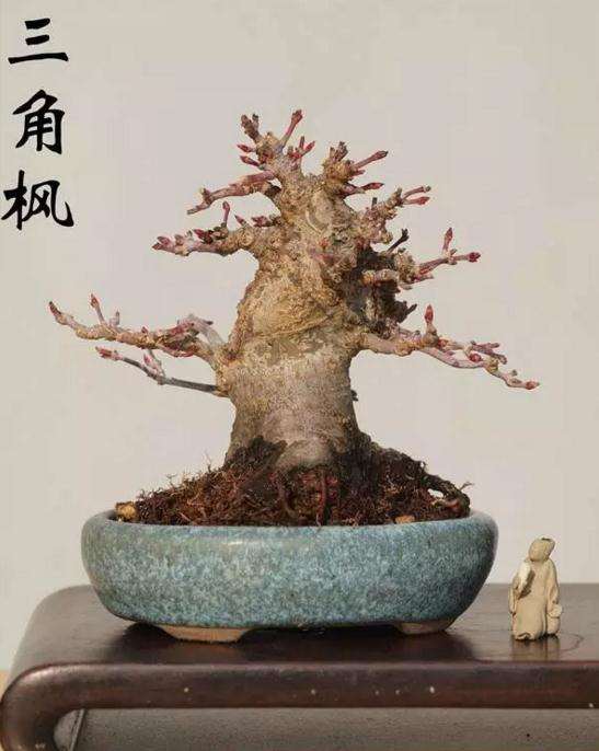 冬季杂木盆景的养护要点