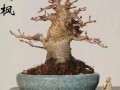 冬季杂木盆景的3个养护要点