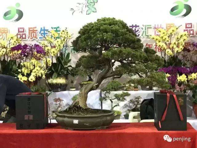 鸿江盆景参展2017年福建(晋江)迎春花市