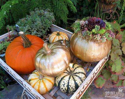 南瓜盆栽对土壤的要求