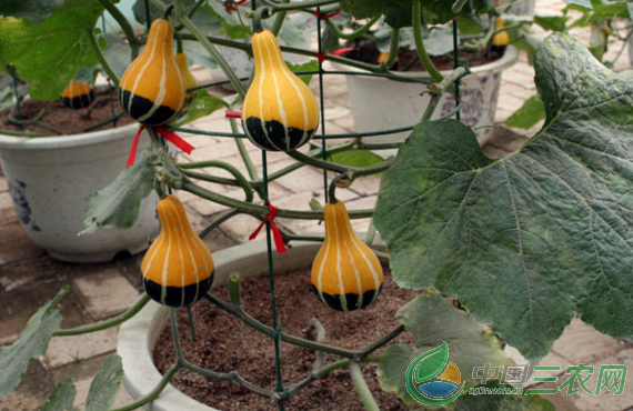 南瓜种植技术:盆栽南瓜种植及管理措施