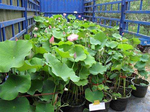 盆栽令箭荷花的栽培技术要点