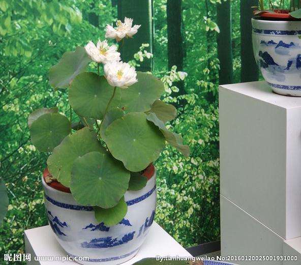 花卉新秀;盆栽荷花