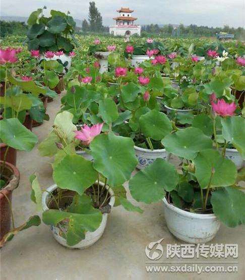 如何给盆栽荷花选择最好的盆缸？