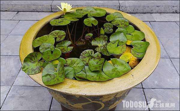 盆栽荷花简易催种的技术