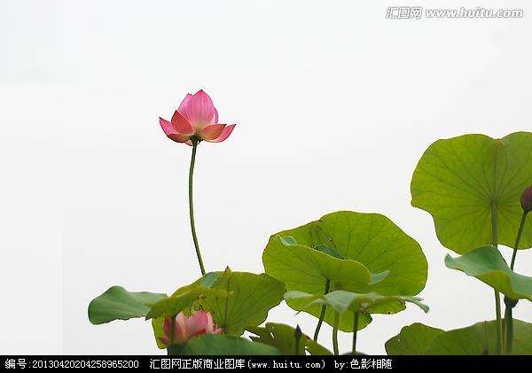 盆栽荷花怎么施肥的技巧