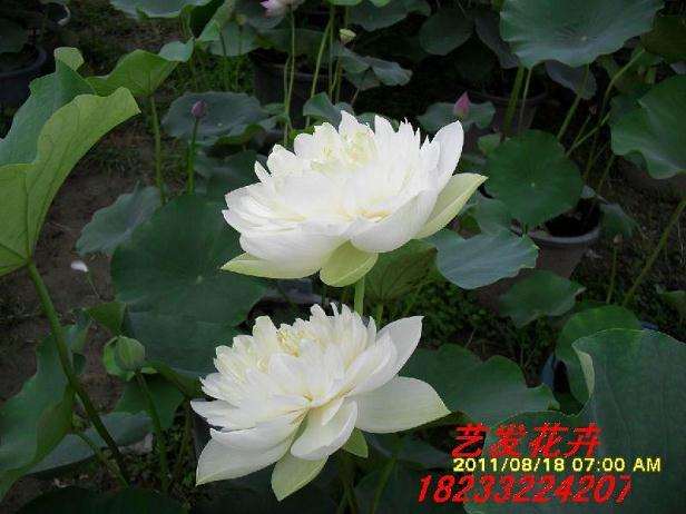 盆栽荷花怎样养护?