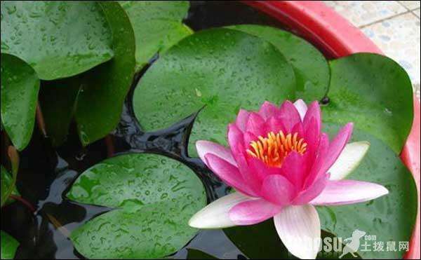 盆栽荷花开花异常原因的探析