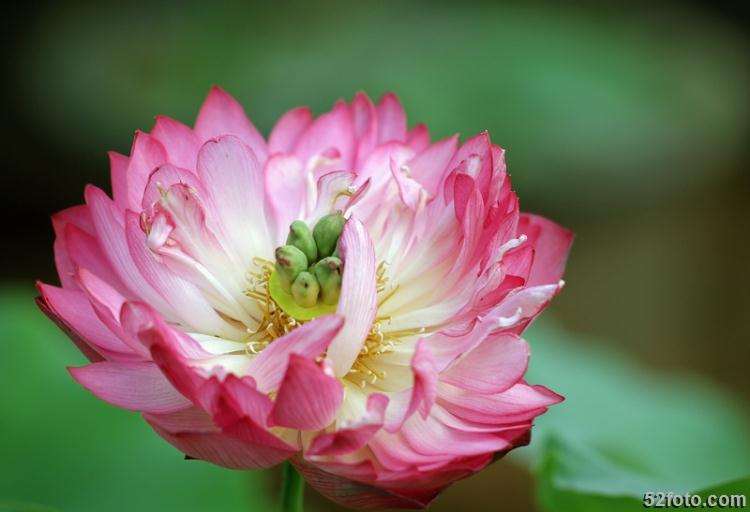 盆栽荷花的施肥和摘叶