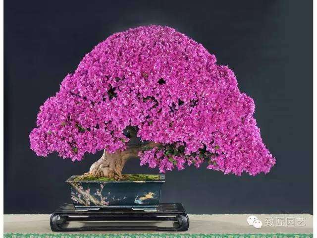盆景的审美标准是什么?