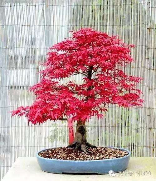 红枫盆景的制作技巧
